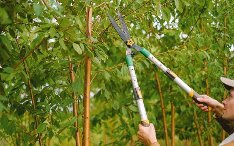 Tree trimming in Bondurant, IA